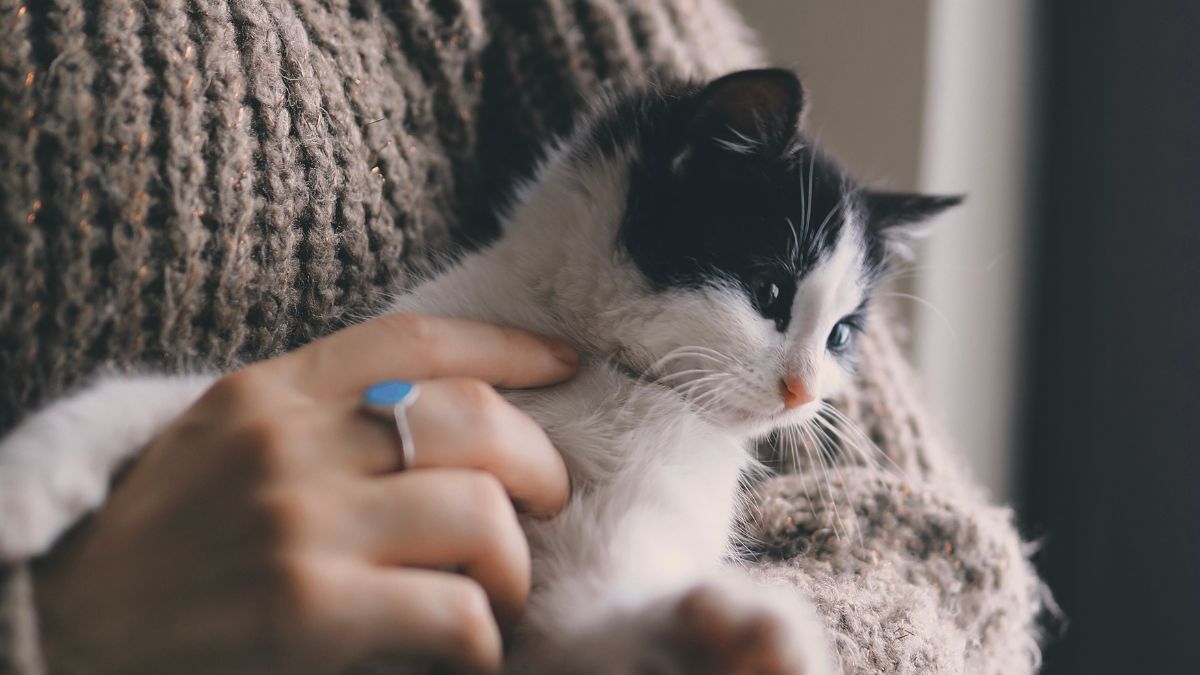 Top Qualities to Look for in a Cat Sitter in New Orleans, LA