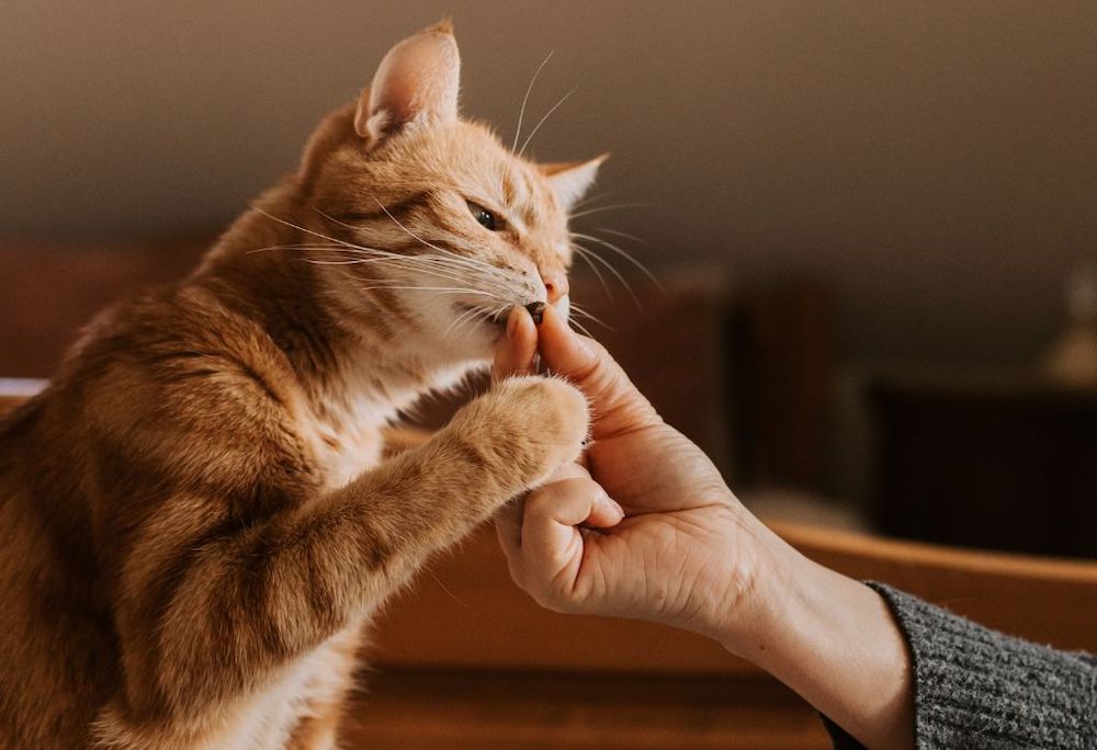 How Much Does a Cat Sitter in New Orleans, LA Cost in 2026? A Complete Pricing Guide