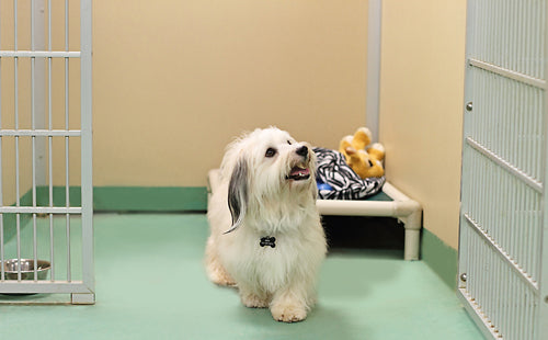 How Do New Orleans Dog Care Services Ensure Clean and Safe Environments for Pets?