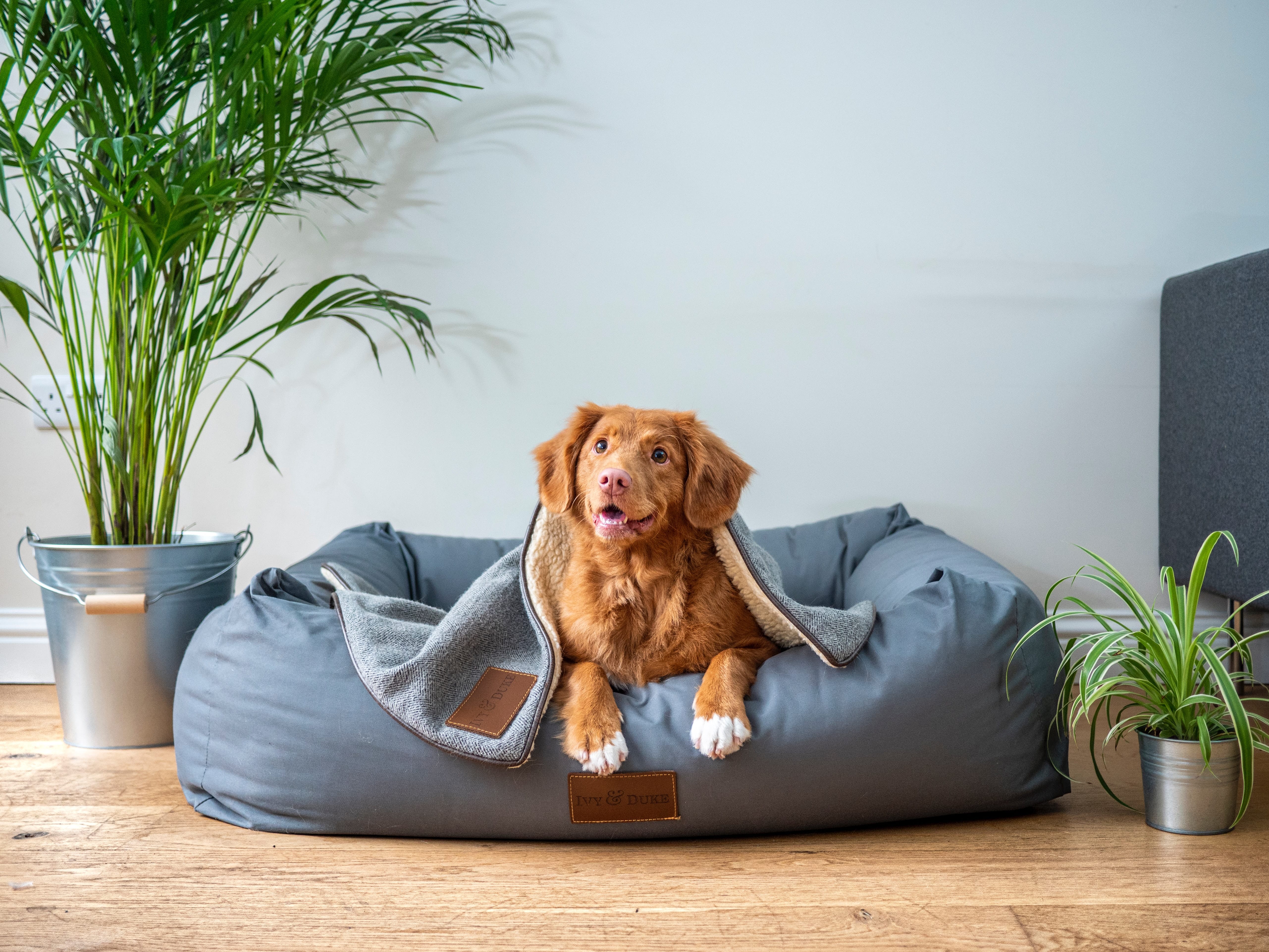 Best Dog Care Services in New Orleans: The Place to Pamper Your Pet
