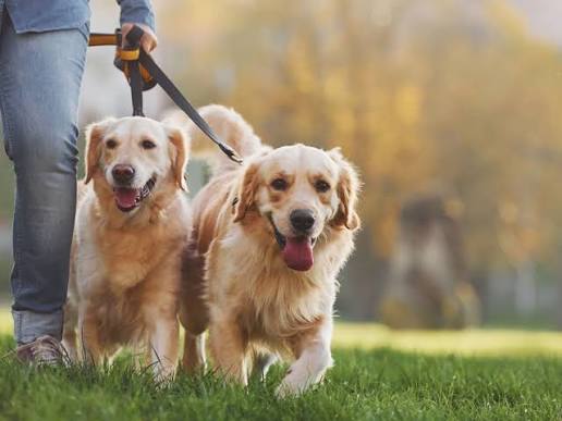 What Are the Benefits of Hiring Dog Walkers in New Orleans?