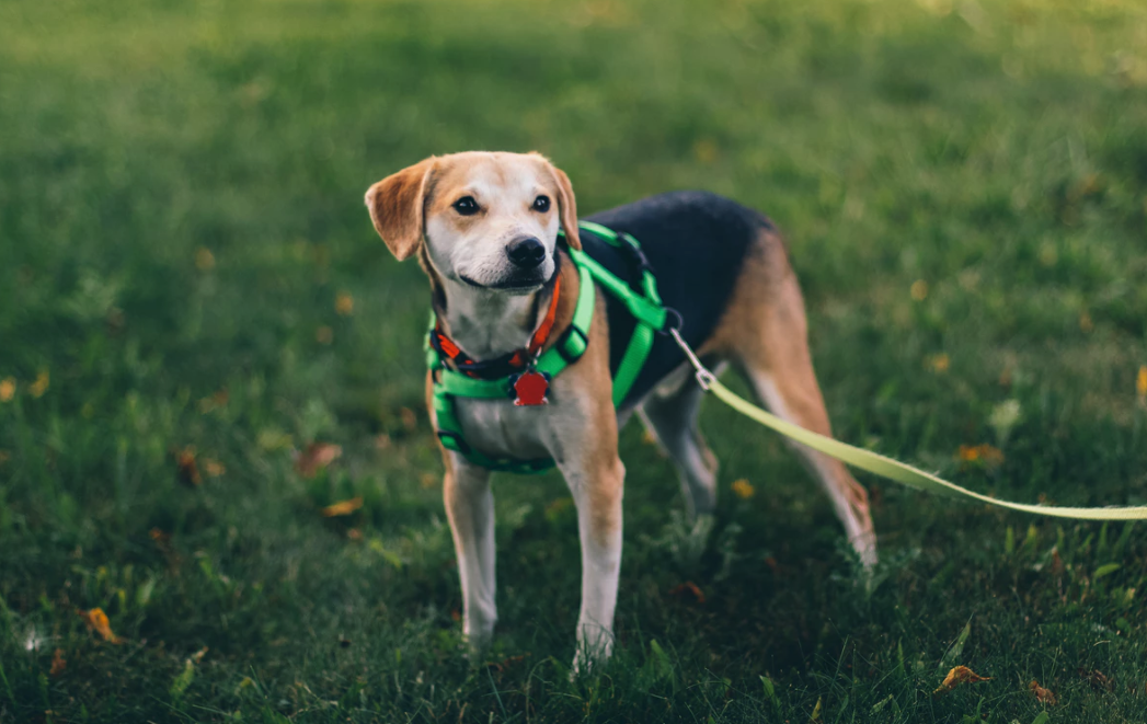 Dog Walkers Prices in New Orleans: What Pet Owners Should Expect to Pay in 2026