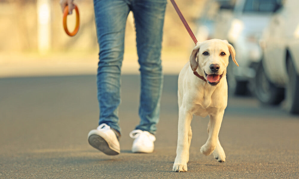 Best Dog Walking Companies