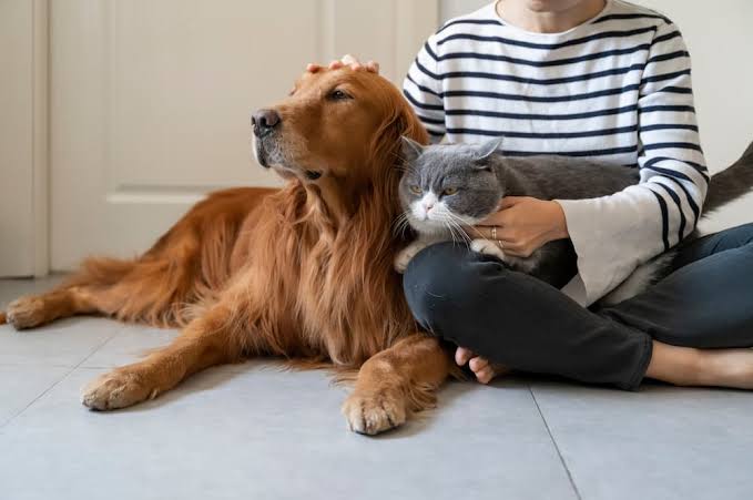 What Makes In-Home Pet Sitting in New Orleans Less Stressful for Pets?