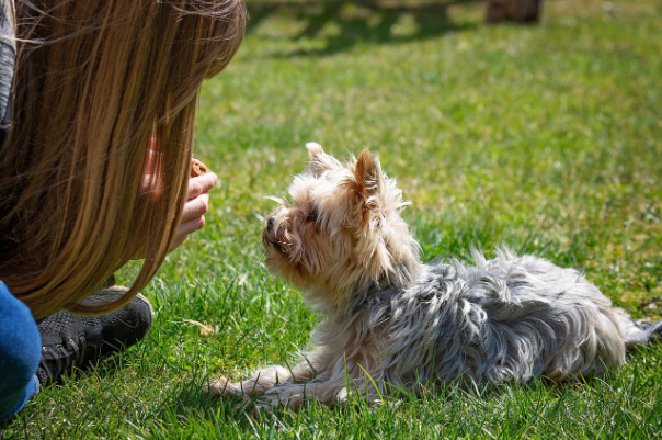 The Benefits of Professional Dog Training Services in New Orleans