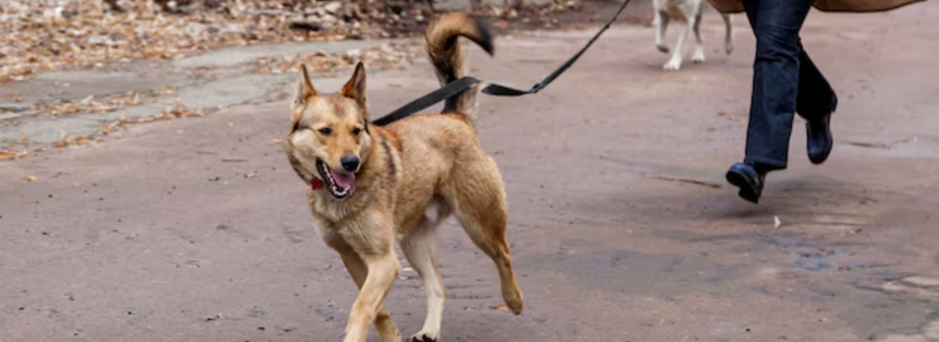 dog walkers