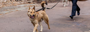 dog walkers