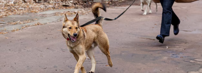 Which Factors Affect Dog Walkers' Prices in New Orleans the Most?