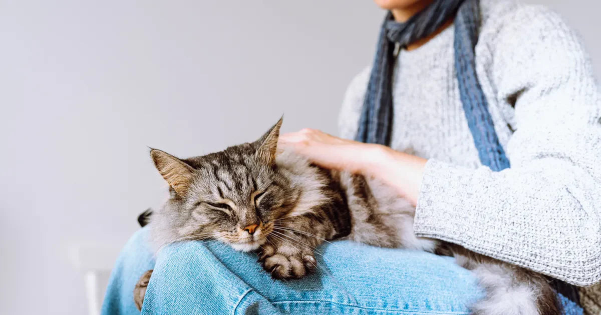 Why Should Busy Professionals Hire a Cat Sitter in New Orleans, LA?