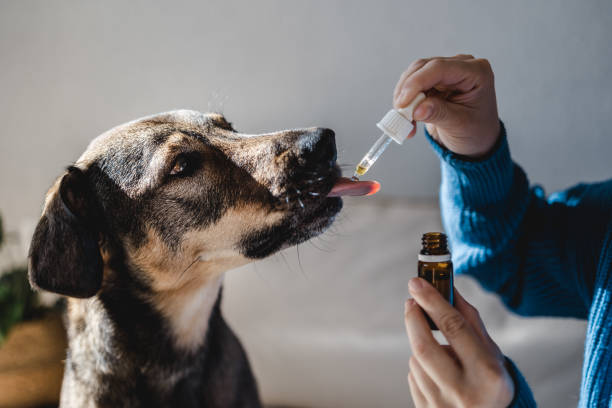 Why Are More Pet Owners Turning to New Orleans Dog Care Services?