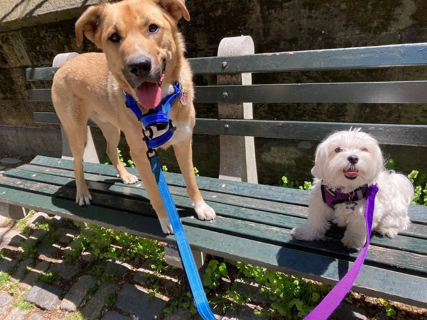 Which Factors Affect Dog Walkers' Prices in New Orleans the Most?