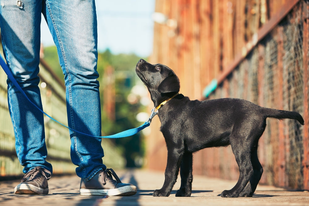 Why Pet Insurance Matters for Top Dog Walking Companies in New Orleans?