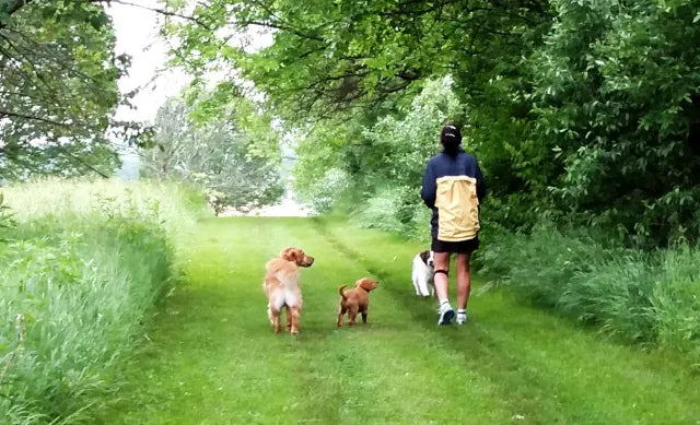 Top Reasons to Hire the Top Dog Walking Companies in New Orleans