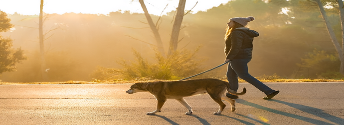 What Are the Benefits of Hiring Dog Walkers in New Orleans?